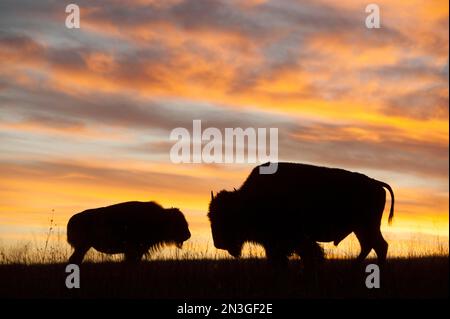 Silhouette di un bisonte adulto (bisonte bisonte bisonte bisonte) con il suo vitello al tramonto vicino a Valentine, Nebraska, USA; Valentine, Nebraska, Stati Uniti d'America Foto Stock