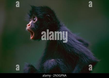 Ritratto di una scimmia ragno orfana dalla faccia nera (Ateles chamek) con uno sguardo scioccato sul suo volto in un luogo sconosciuto Foto Stock