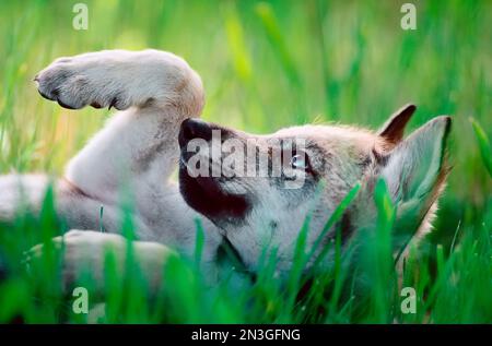 Cucciolo di lupo grigio (Canis lupus) con gli occhi blu sdraiato nell'erba, una zampa sollevata in aria; Dakota del Sud, Stati Uniti d'America Foto Stock