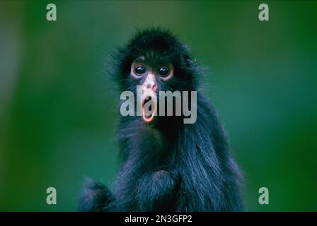 Questa scimmia orfana di ragno dalla faccia nera (Ateles chamek), chiamata Pulgoso, è piena di sorpresa. Pulgoso, che si traduce in "pieno di pulci" era rais... Foto Stock