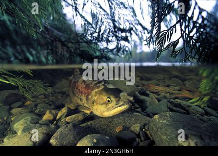Salmone di zaffiro (Oncorhynchus nerka) in un ruscello poco profondo, Clayoquot Sound, Isola di Vancouver; Columbia Britannica, Canada Foto Stock