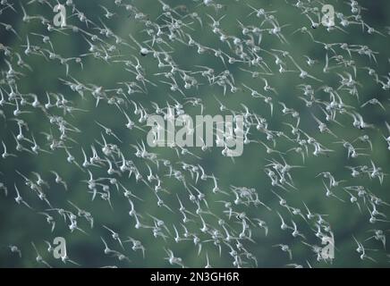 Gregge di pipistrelli occidentali (Calidris mauri) in volo; Tofino, Columbia Britannica, Canada Foto Stock