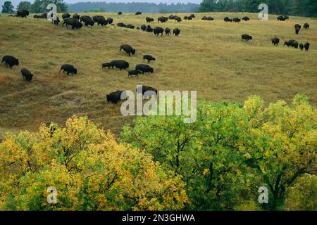 Bisonte americano (bisonte bisonte bisonte bisonte) pascolano su dolci colline vicino agli alberi con fogliame autunnale nel Fort Niobrara National Wildlife Refuge, Nebraska, USA Foto Stock