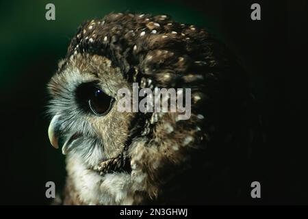 Ritratto ravvicinato di un gufo maculato del Nord (Strix occidentalis occidentalis), in via di estinzione; Portland, Oregon, Stati Uniti d'America Foto Stock