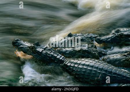 I caimani macchiati (Caiman Crocodilus) aspettano pesci ignari nelle acque di Pantanal; Pantanal, Brasile Foto Stock