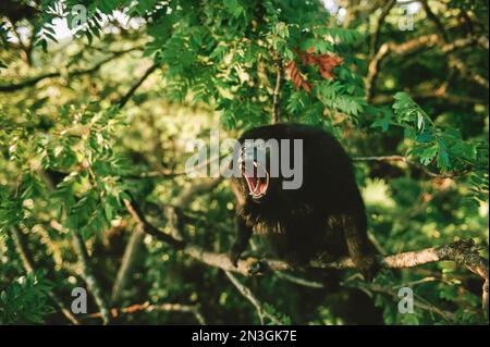 La scimmia ulululatrice nera maschile (Alouatta caraya) vocalizza; Pantanal, Brasile Foto Stock