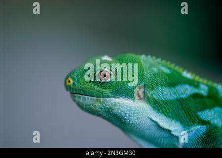 Iguana con bande figiane (Brachylophus bulabula) allo zoo di Houston; Houston, Texas, Stati Uniti d'America Foto Stock