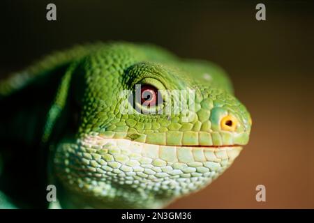 Iguana con bande figiane (Brachylophus bulabula) allo zoo di Houston; Houston, Texas, Stati Uniti d'America Foto Stock