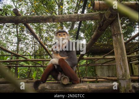 In via di estinzione, douc langur (Pygathrix nemaeus) tiene il suo bambino nel Parco Nazionale di Cuc Phuong; Vietnam Foto Stock