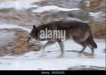 Il lupo grigio (Canis lupus) cammina lungo una foresta innevata all'interno di uno zoo; Calgary, Alberta, Canada Foto Stock