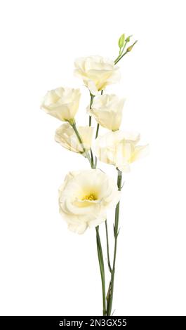 Bellissimi fiori freschi di Eustoma isolato su bianco Foto Stock