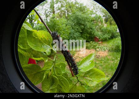 Vista ravvicinata dello stadio caterpillar di una farfalla di mantello in lutto (Nymphalis antiopa); Lincoln, Nebraska, Stati Uniti d'America Foto Stock