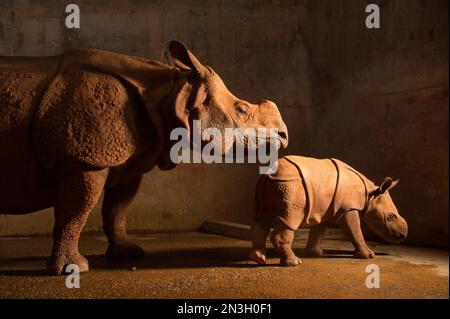 Ritratto di una femmina di rinoceronte indiano (Rhinoceros unicornis) con il suo vitello in uno zoo; Oklahoma City, Oklahoma, Stati Uniti d'America Foto Stock