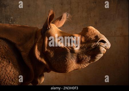 Ritratto di un rinoceronte indiano femminile (Rhinoceros unicornis) in uno zoo; Oklahoma City, Oklahoma, Stati Uniti d'America Foto Stock