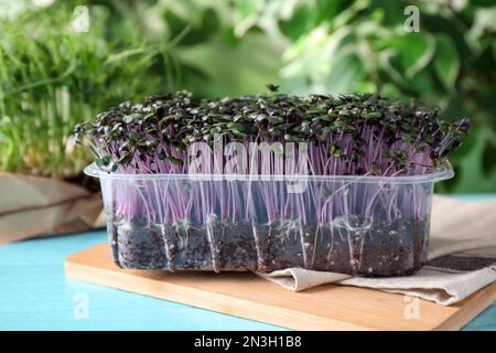 Microgreens organici freschi in contenitore di plastica su tavolo azzurro Foto Stock