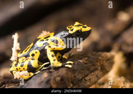 Ritratto ravvicinato di un Bumblebee o di una rana veleno a bande gialle (Dendrobates leucomelas) in uno zoo; Lincoln, Nebraska, Stati Uniti d'America. Foto Stock