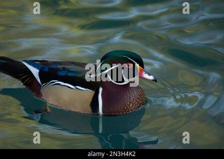 Anatra di legno maschile (Aix sponsa) che nuota in acqua in uno zoo; Houston, Texas, Stati Uniti d'America Foto Stock