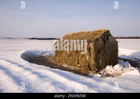 Un uccello cieco si trova da solo in un campo agricolo con neve vicino a Burwell, Nebraska, USA; Burwell, Nebraska, Stati Uniti d'America Foto Stock