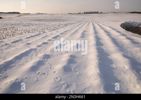 Greater Prairie Chicken Tracks in un campo agricolo innevato a Burwell, Nebraska, USA; Burwell, Nebraska, Stati Uniti d'America Foto Stock