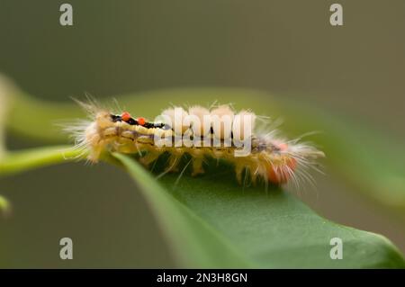 Un Tussock Moth marchiato bianco (Orgyia leucostigma) si arrampica su un ramo d'albero in Nebraska; Lincoln, Nebraska, Stati Uniti d'America Foto Stock