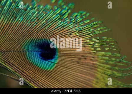 Primo piano dell'oculare su una piuma di pavone; Greenleaf, Kansas, Stati Uniti d'America Foto Stock