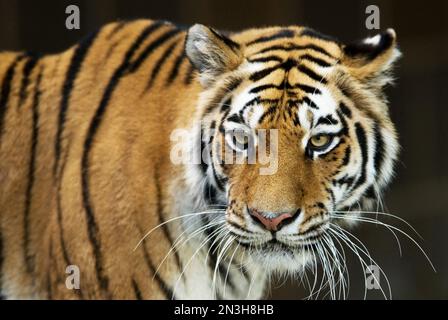 Ritratto di una tigre siberiana (Panthera tigri tigri), nota anche come tigre Amur, su sfondo nero in uno zoo Foto Stock