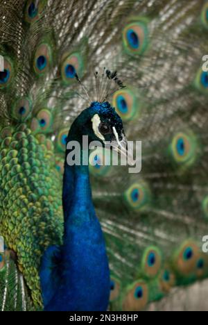 Primo piano di una Peacock in mostra per le femmine vicine in uno zoo; Omaha, Nebraska, Stati Uniti d'America Foto Stock