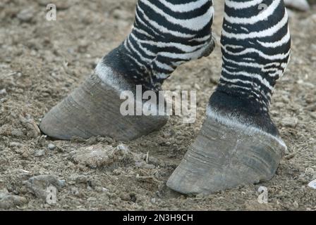 Primo piano dei modelli sulle gambe di una zebra di Grevy (Equus grevyi) in uno zoo; Omaha, Nebraska, Stati Uniti d'America Foto Stock