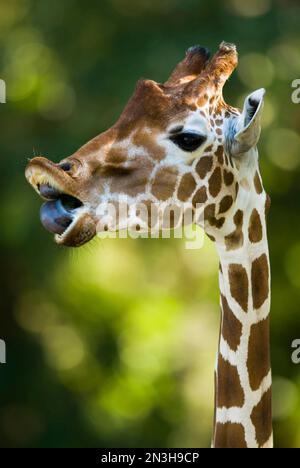 Giraffa reticolata (Giraffa camelopardalis reticulata) che mostra la sua lingua in uno zoo; Omaha, Nebraska, Stati Uniti d'America Foto Stock