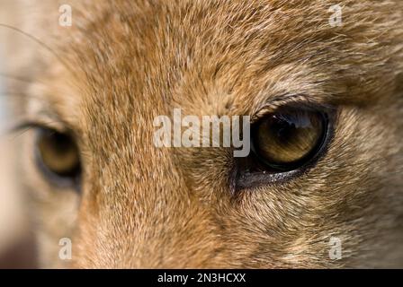 Primo piano degli occhi di un Coyote (Canis latrans); Talmage, Nebraska, Stati Uniti d'America Foto Stock