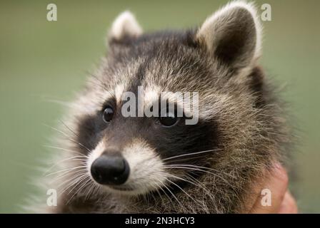 Raccoon (Procyon lotor) è tenuto da un membro del soccorso della fauna selvatica nel Nebraska orientale, Stati Uniti d'America; Talmage, Nebraska, Stati Uniti d'America Foto Stock