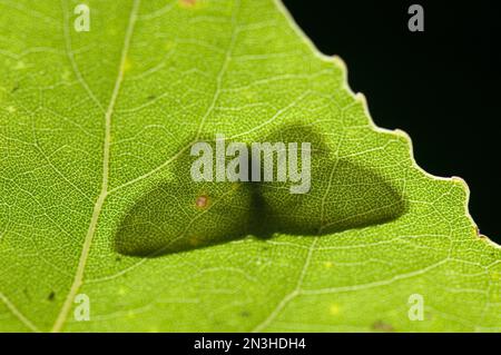 Dettaglio ravvicinato dell'ombra di una falena fusa su una foglia di un albero di cottonwood; Lincoln, Nebraska, Stati Uniti d'America Foto Stock