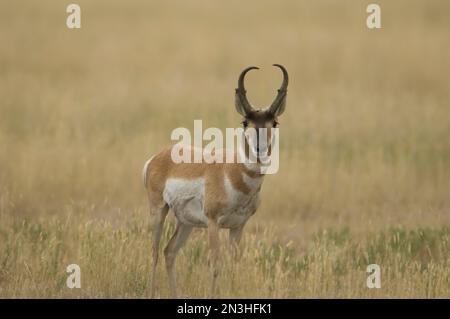 Ritratto di un'antilope Pronghorn (Antilocapra americana) in piedi in un campo d'erba guardando la telecamera, al Charles M. Russell National Wildli... Foto Stock