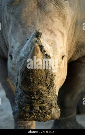Ritratto di un rinoceronte bianco (Ceratotherium simum) con il suo volto coperto di fango nel suo recinto in uno zoo Foto Stock