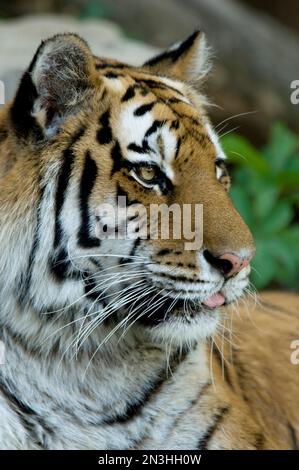 Tigre siberiana (Panthera tigri tigri), nota anche come tigre di Amur, esce dalla sua lingua in un recinto in uno zoo Foto Stock