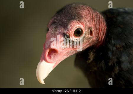 Ritratto di un avvoltoio di tacchino (Cathartes aura) presso lo zoo Henry Doorly di Omaha, Nebraska, USA; Omaha, Nebraska, Stati Uniti d'America Foto Stock