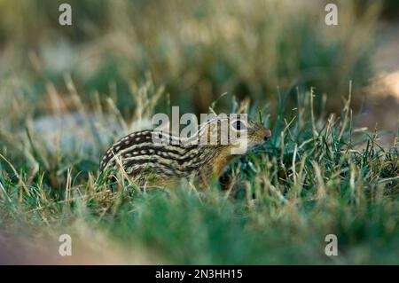 Tredici scoiattoli macinati (Ictidomys tridecemlineatus) nell'erba di uno zoo; Omaha, Nebraska, Stati Uniti d'America Foto Stock