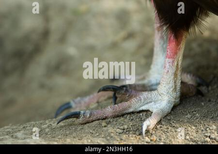 Primo piano dei piedi di un avvoltoio di tacchino (Cathartes aura) rivelano lunghi artigli affilati; Omaha, Nebraska, Stati Uniti d'America Foto Stock