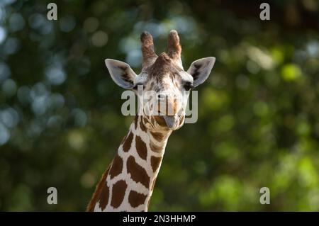 Primo piano della testa di una giraffa reticolata (Giraffa camelopardalis reticulata) in uno zoo; Omaha, Nebraska, Stati Uniti d'America Foto Stock