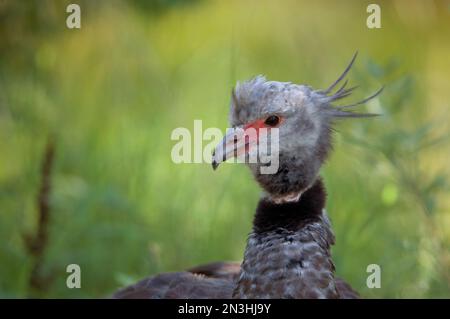 Ritratto di un urlo Crested (Chauna torquata) in uno zoo; Wichita, Kansas, Stati Uniti d'America Foto Stock
