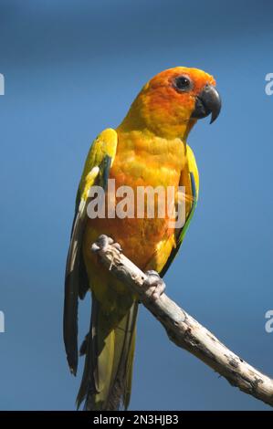 Ritratto di un cono solare (Aratinga solstitialis) arroccato su un ramo contro un cielo blu brillante in uno zoo; Wichita, Kansas, Stati Uniti d'America Foto Stock