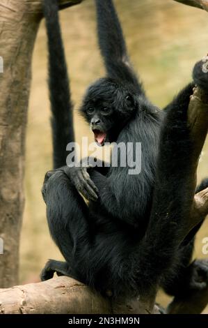 Scimmia ragno colombiana (Ateles fuscipceps rufiventris) che mostra una sorpresa in uno zoo di Omaha, Nebraska, Stati Uniti Foto Stock