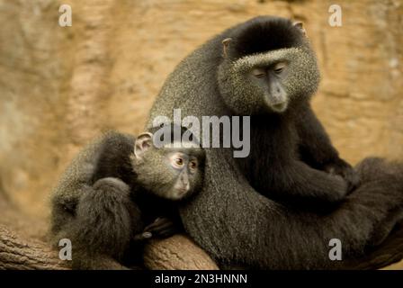 Ritratto di una madre e di un neonato scimmia blu (Cercopithecus mitis) seduti vicini su un ramo nella giungla di Lied dello zoo di Omaha Foto Stock