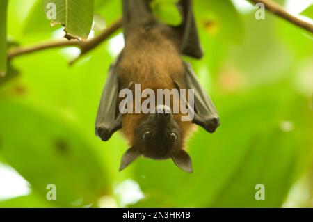 Ritratto di una volpe volante indiana (Pteropus giganteus) appesa a un albero in uno zoo; Wichita, Kansas, Stati Uniti d'America Foto Stock