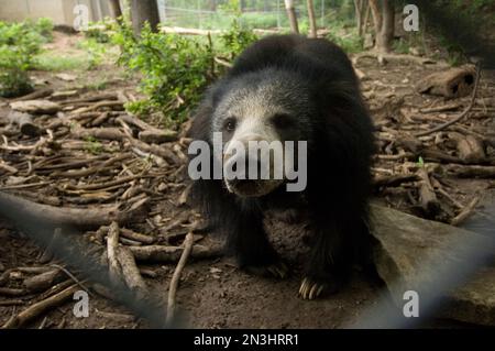 Ritratto di un orso Sloth (Melursus ursinus) in un recinto dello zoo; Manhattan, Kansas, Stati Uniti d'America Foto Stock