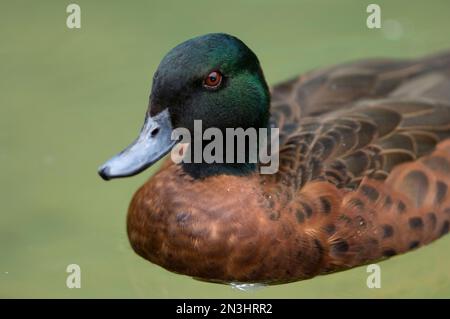 Ritratto dell'anatra castagna (Anas castanea) in acqua in uno zoo; Manhattan, Kansas, Stati Uniti d'America Foto Stock