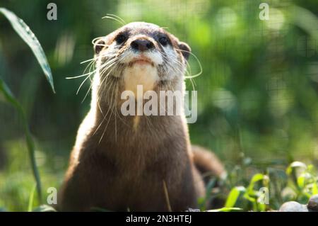 Ritratto di una lontra asiatica a piccoli artigli (Aonyx cinerea) nel suo recinto in uno zoo; Manhattan, Kansas, Stati Uniti d'America Foto Stock