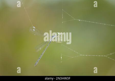 Damselfly è catturato in una rete di argiope nera e gialla; Lincoln, Nebraska, Stati Uniti d'America Foto Stock