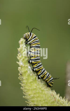 Monarch Butterfly caterpillar (Danaeus plexippus) sale su cudweed; Denton, Nebraska, Stati Uniti d'America Foto Stock