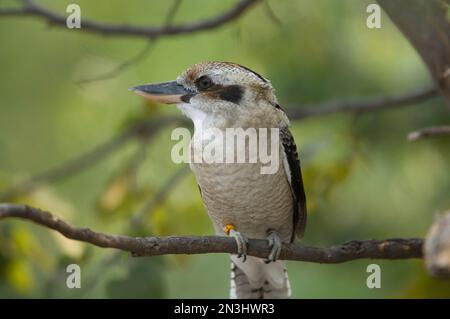 Ritratto di un Kookaburra (Dacelo novaeguineae) arroccato su un ramo di albero in uno zoo; Wichita, Kansas, Stati Uniti d'America Foto Stock